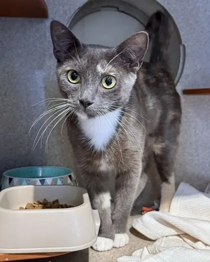 An adult medium-sized female Domestic Short Hair cat named Parfait for adoption in Washington, DC
