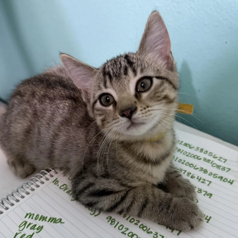 A baby medium-sized male Tabby (Brown / Chocolate) Domestic Short Hair cat named Benedict for adoption in Omaha, NE