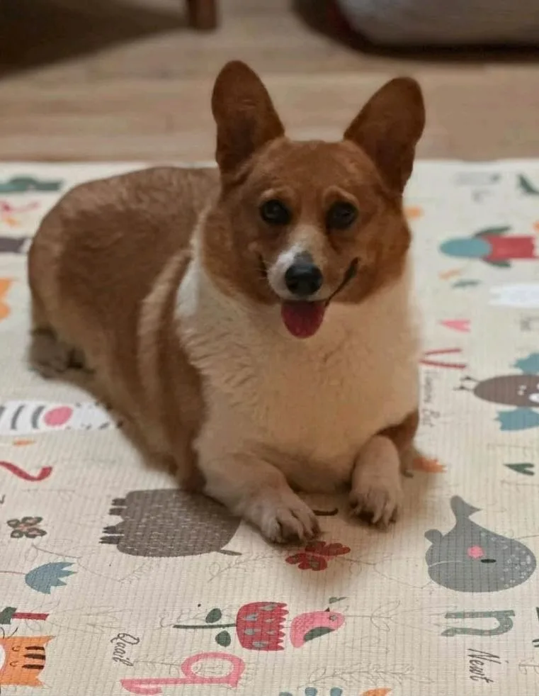 A young medium-sized female Pembroke Welsh Corgi dog named Maple Mae McShortlegs for adoption in Torrington, CT