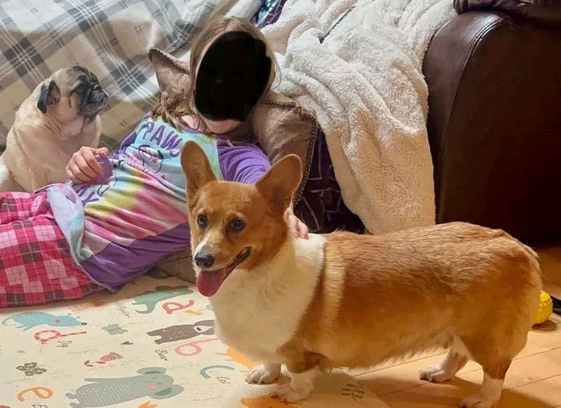 Maple Mae McShortlegs thumbnail 2