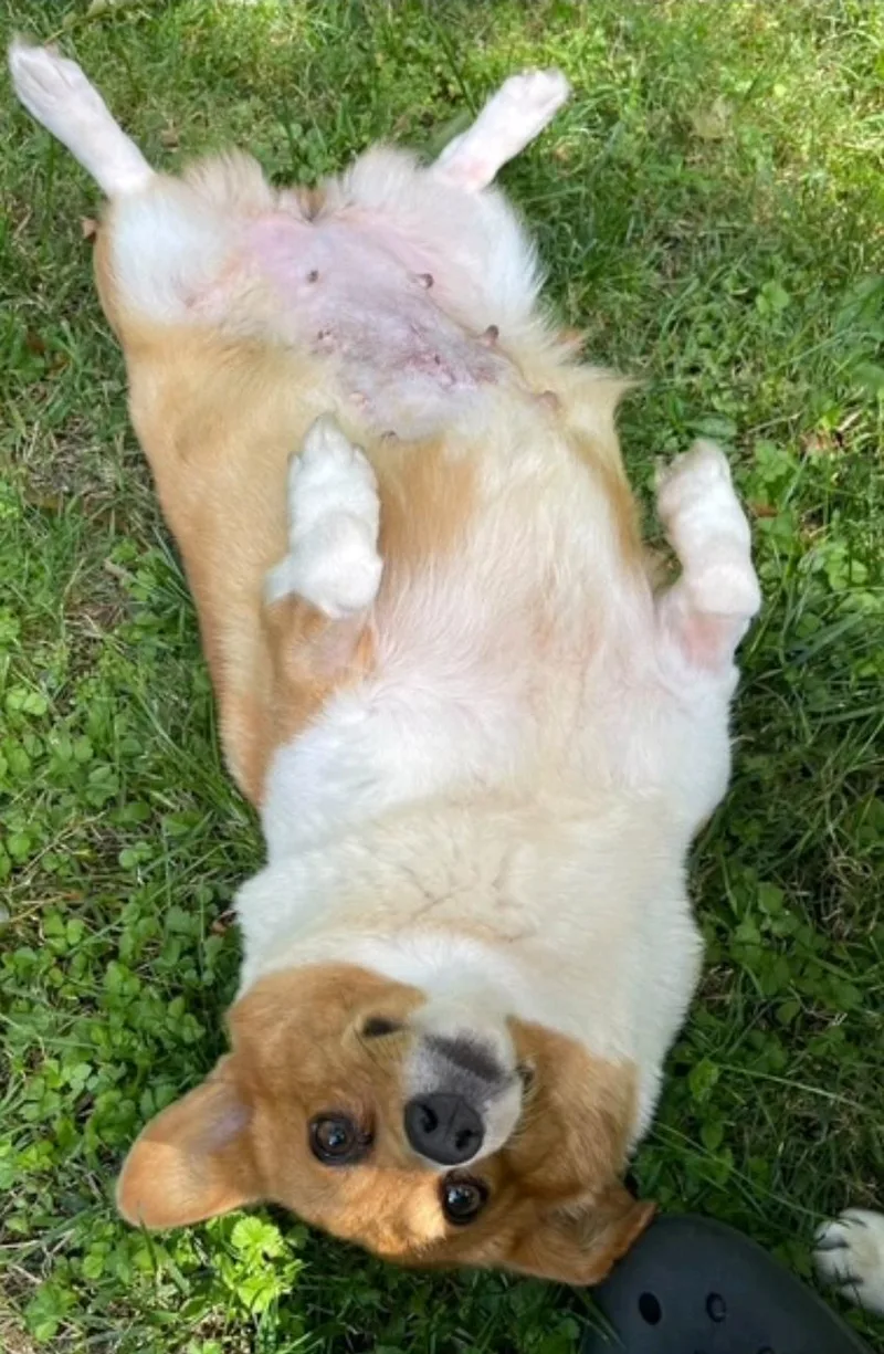 Maple Mae McShortlegs thumbnail 3
