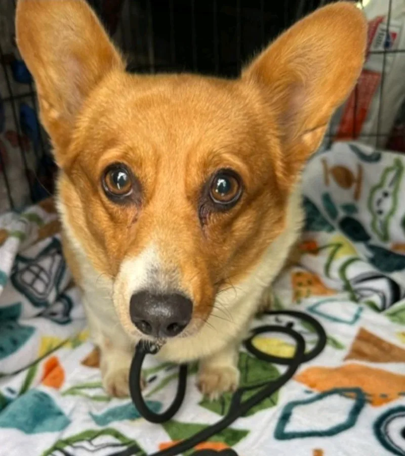 Maple Mae McShortlegs thumbnail 4