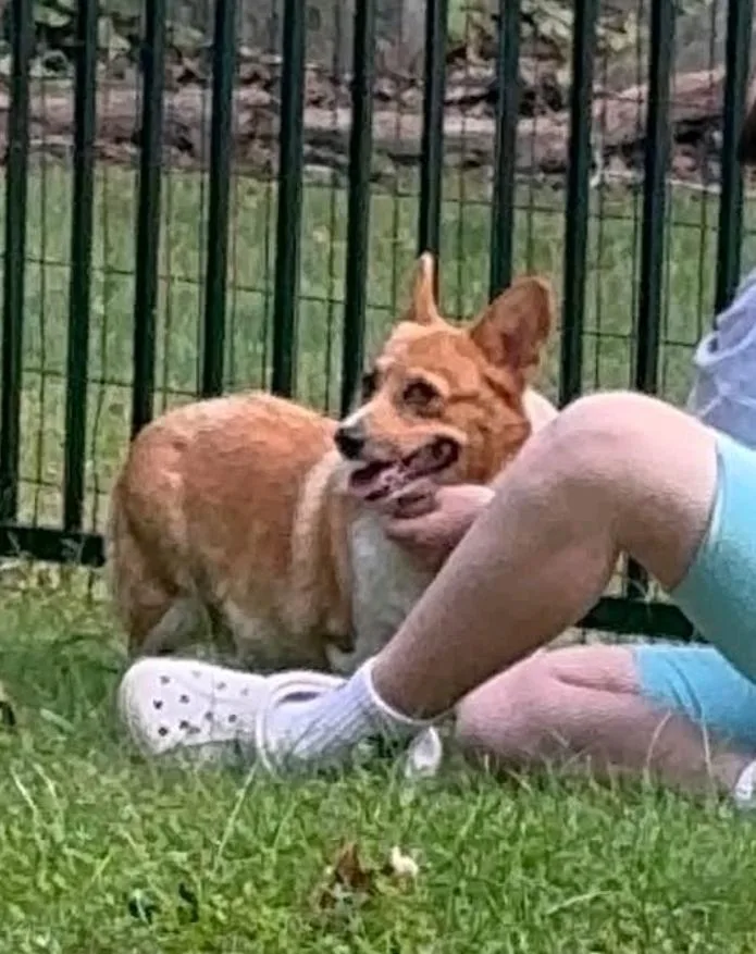 Maple Mae McShortlegs thumbnail 5