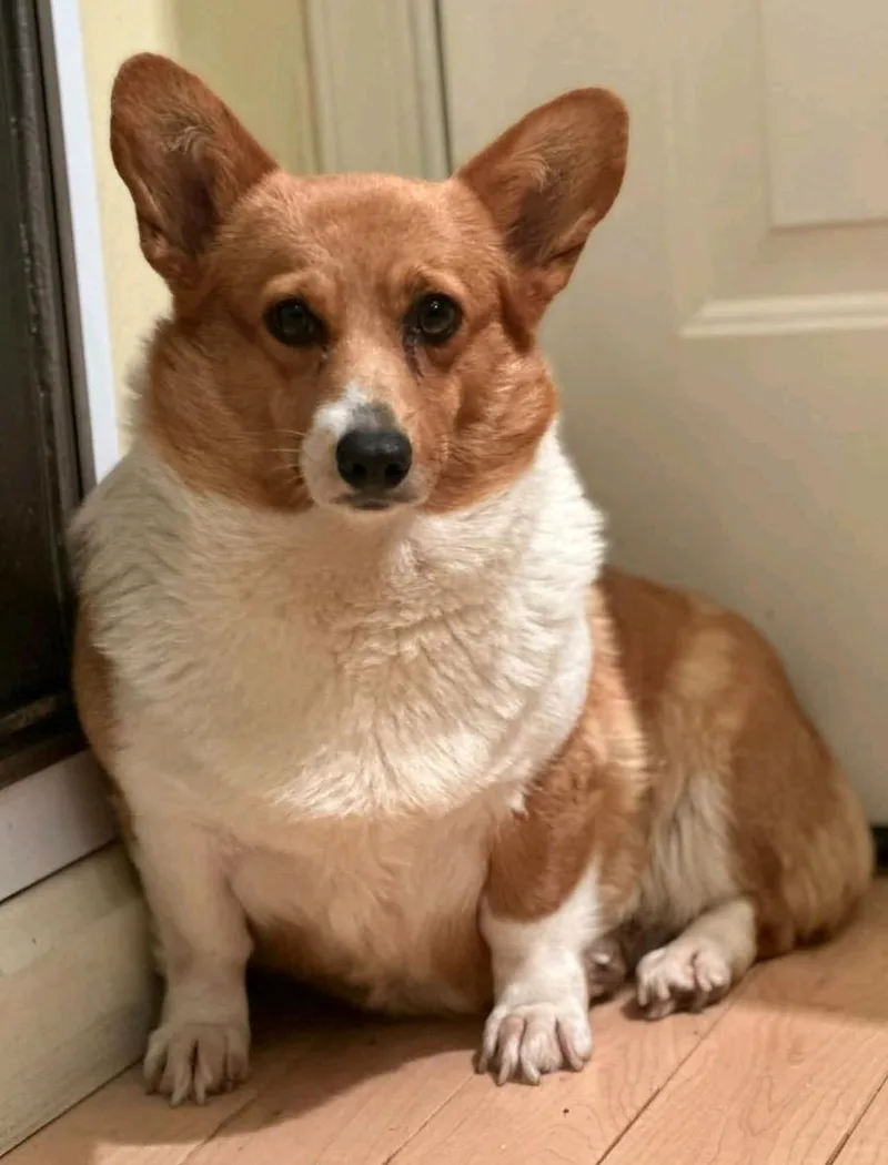 Maple Mae McShortlegs thumbnail 6