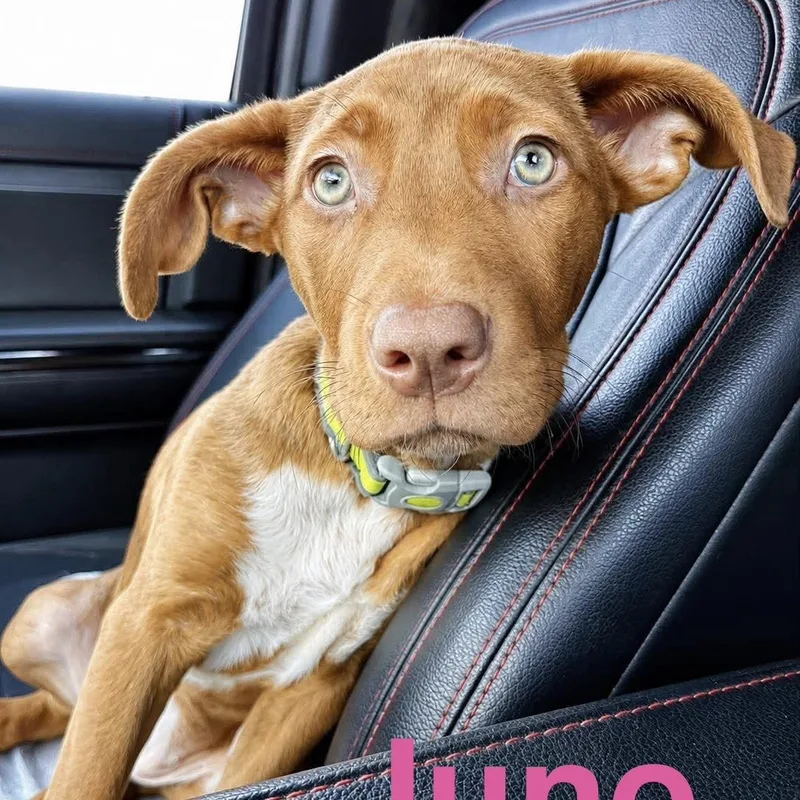 A baby medium-sized female White / Cream Australian Cattle Dog / Blue Heeler dog named Juno for adoption in Austin, TX