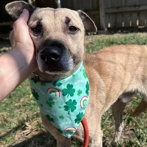 A young medium-sized male Bicolor Shepherd dog named Lil Max for adoption in Houston, TX