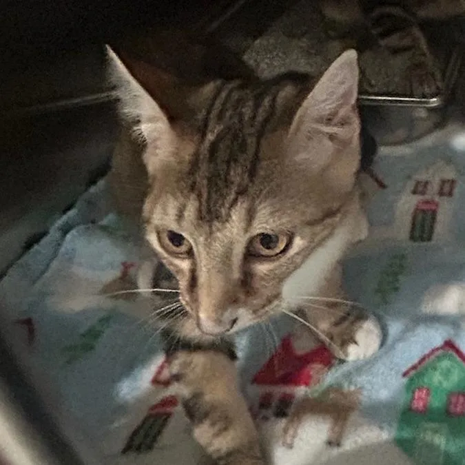 A young small-sized female Domestic Short Hair cat named Frack for adoption in Carlyle, IL