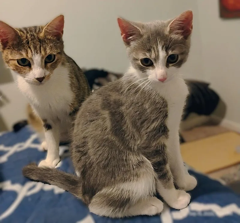 A young medium-sized female Tabby cat named Ines for adoption in Fort Myers, FL