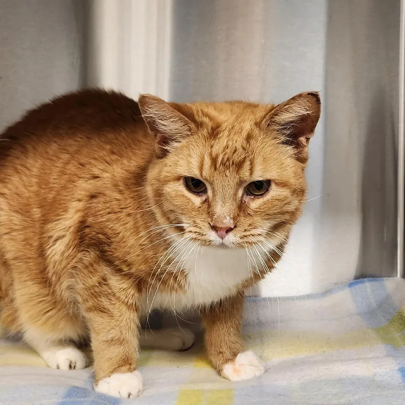 A senior large-sized male Orange / Red Domestic Short Hair cat named Mr. Lebowski for adoption in Delaware, OH