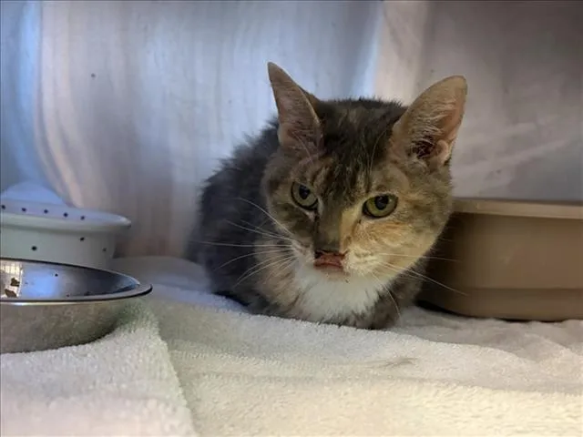 A senior small-sized female Domestic Short Hair cat named Mimi for adoption in Santa Fe, NM