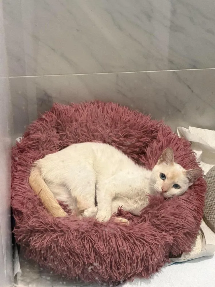 A young medium-sized female Siamese cat named Kandy for adoption in Chicago, IL