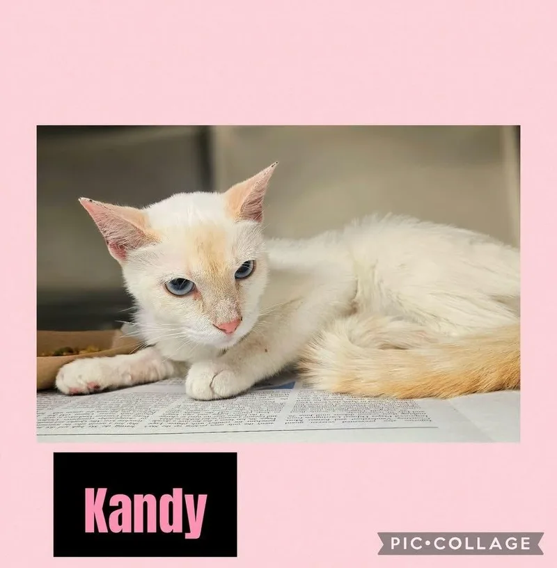 Kandy thumbnail 3
