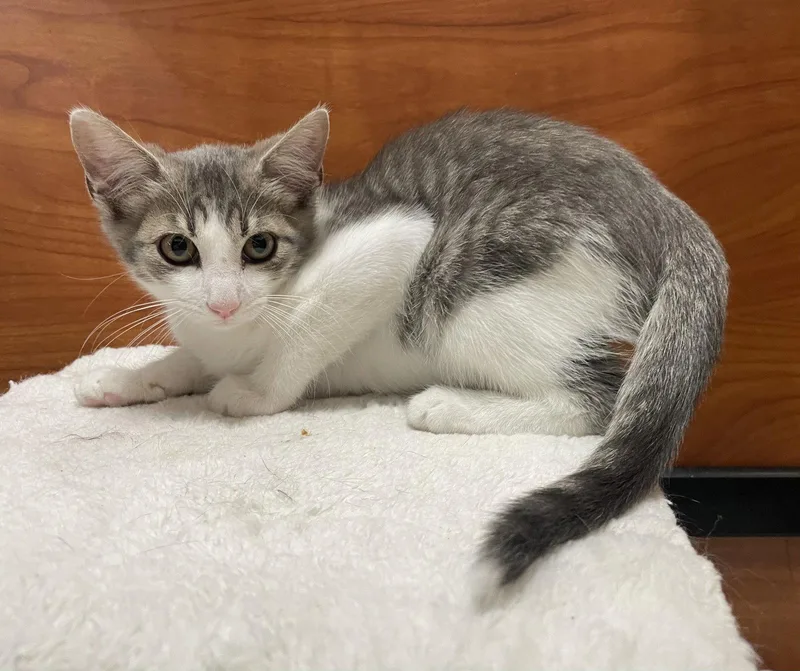 A young medium-sized male Gray & White Domestic Short Hair cat named Mike for adoption in Oxford, MS