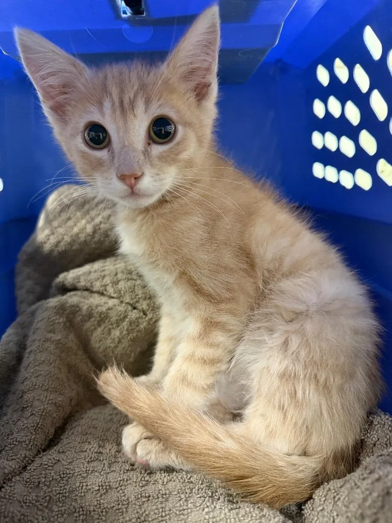 A baby medium-sized male Domestic Short Hair cat named Forest Stump for adoption in Great Bend, KS