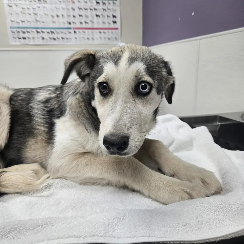 Teddy
