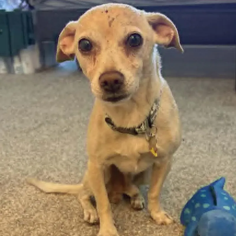 An adult small-sized male Yellow / Tan / Blond / Fawn Chihuahua dog named Graham for adoption in Marana, AZ