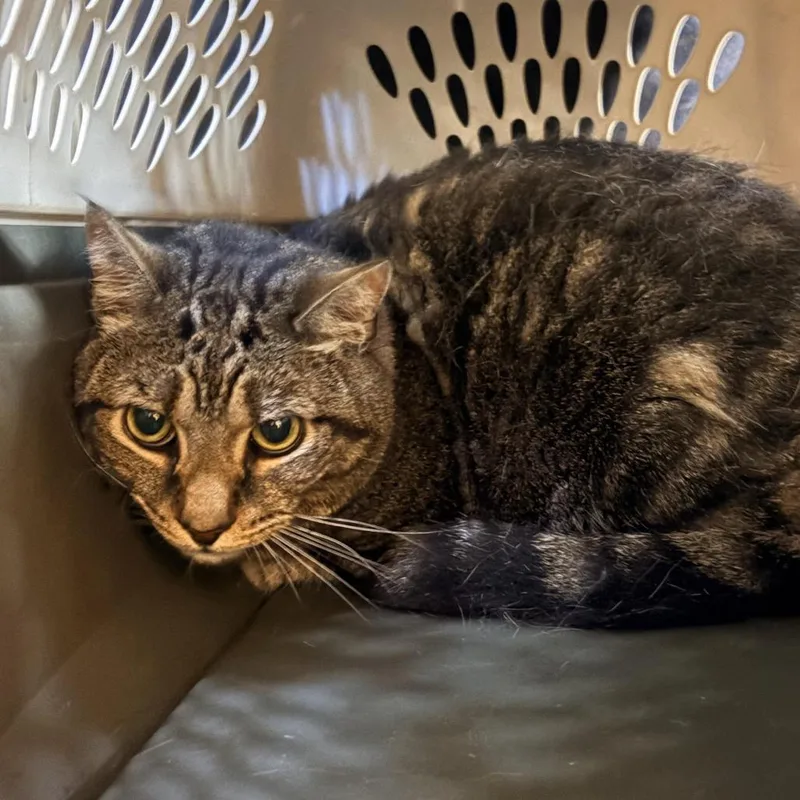 A senior large-sized male Brown / Chocolate Domestic Short Hair cat named Nalo for adoption in Baltimore, MD