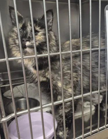 A young medium-sized female Domestic Long Hair cat named Junie for adoption in Decatur, IL