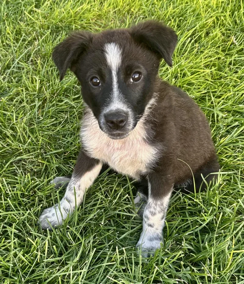 A baby medium-sized female Tricolor (Brown, Black, & White) Border Collie dog named Lucille for adoption in Chinle, AZ
