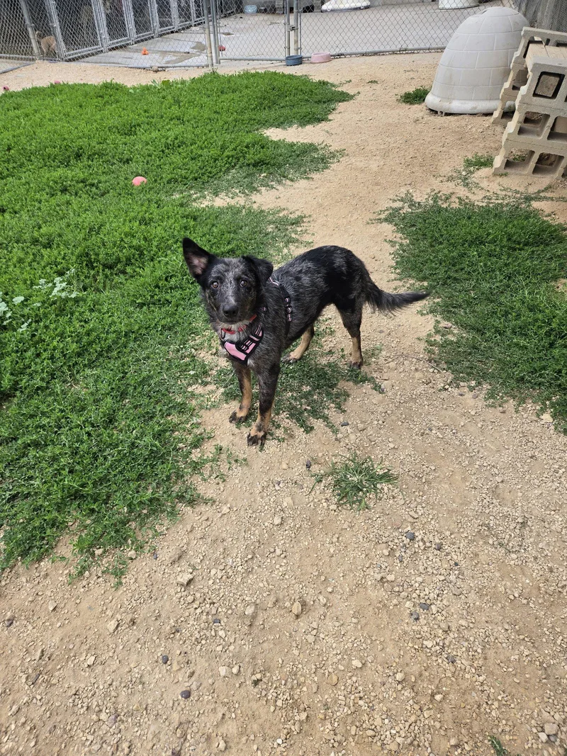 An adult medium-sized female Australian Cattle Dog / Blue Heeler dog named Roxy for adoption in Maquoketa, IA