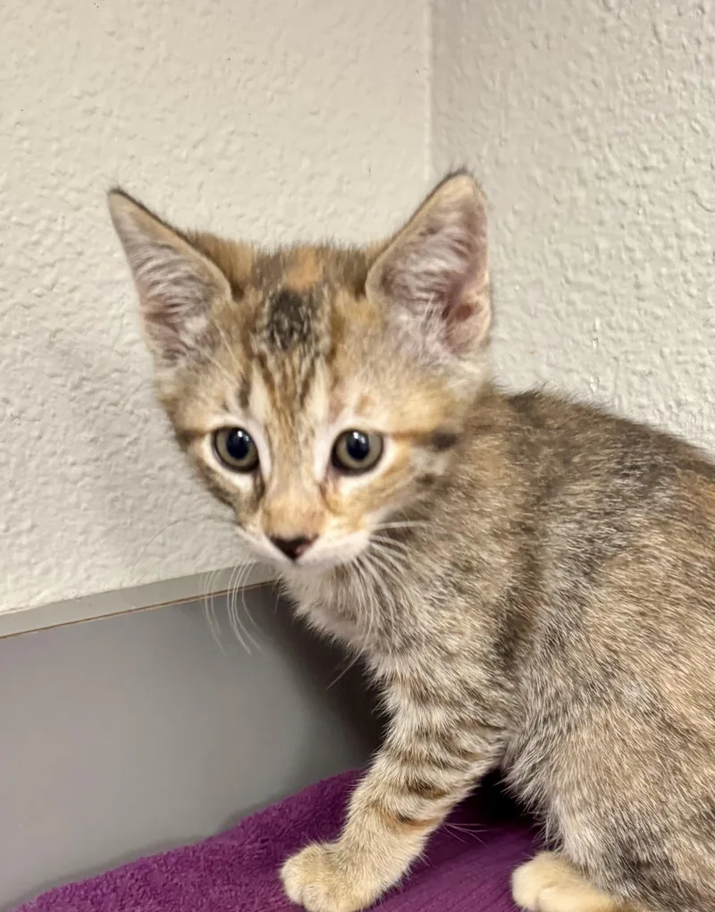 A baby medium-sized female Torbie cat named Daisy for adoption in Red Bluff, CA