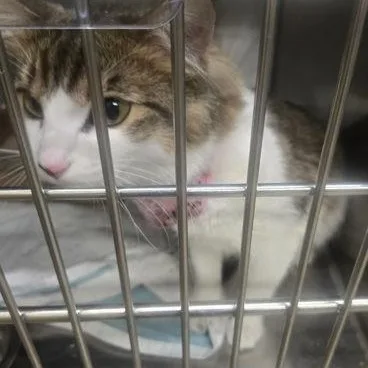 An adult medium-sized female White Domestic Medium Hair cat named Berta At Petsmart for adoption in Rapid City, SD