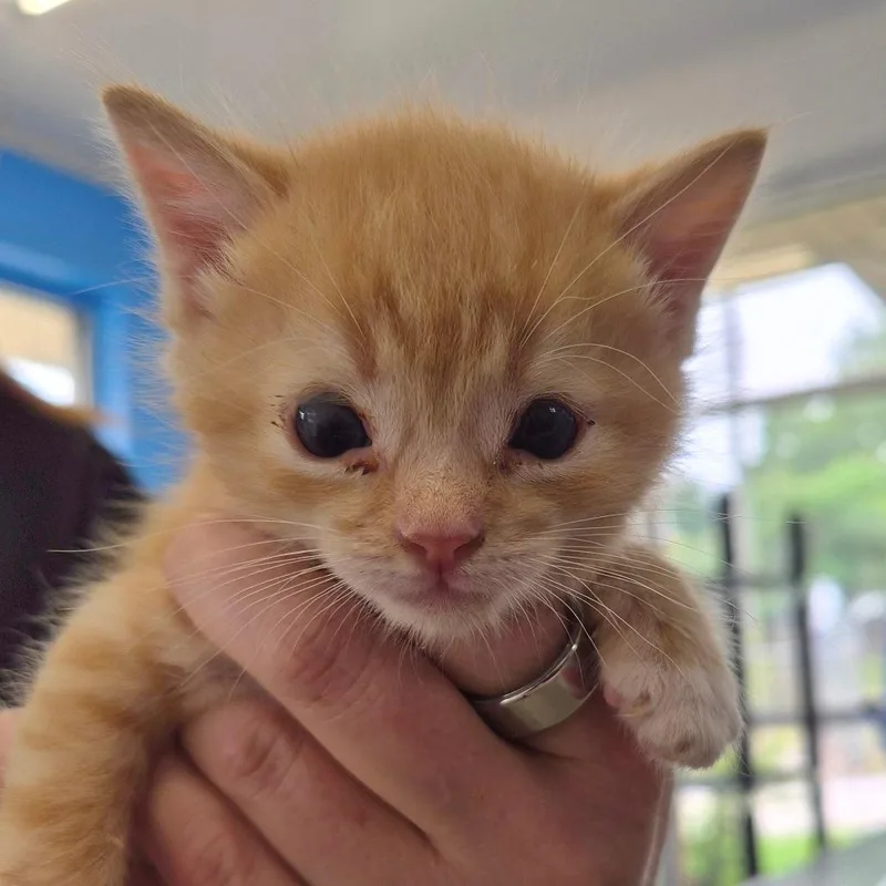 A baby small-sized male Orange / Red Domestic Short Hair cat named Dorito for adoption in Montgomery, AL