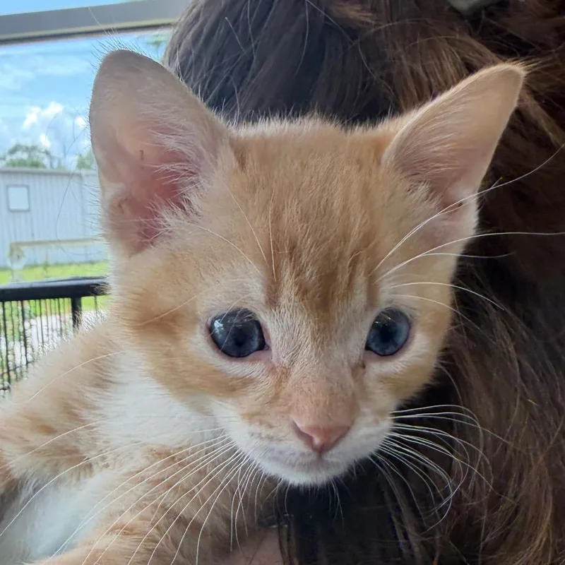 Dorito thumbnail 3