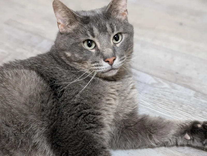 An adult large-sized male Domestic Short Hair cat named Carl for adoption in West Lafayette, IN