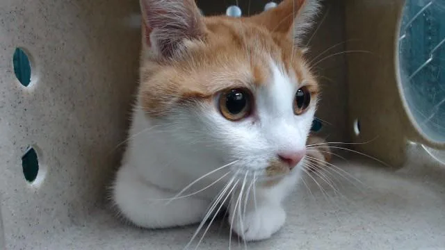 An adult medium-sized female Domestic Short Hair cat named Freya for adoption in Downey, CA
