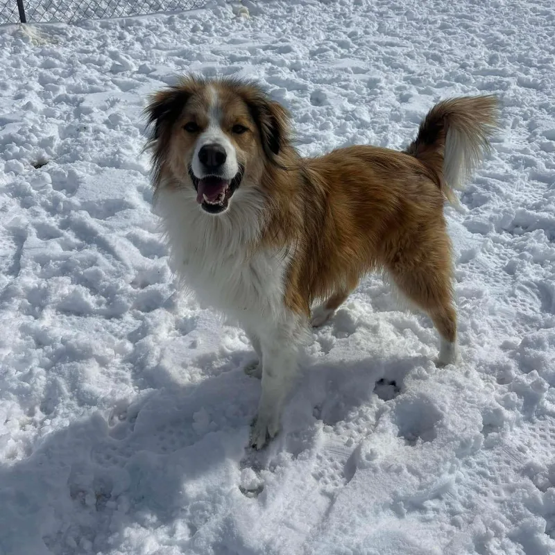An adult large-sized male Apricot / Beige Mixed Breed dog named Appa for adoption in Oxford, ME