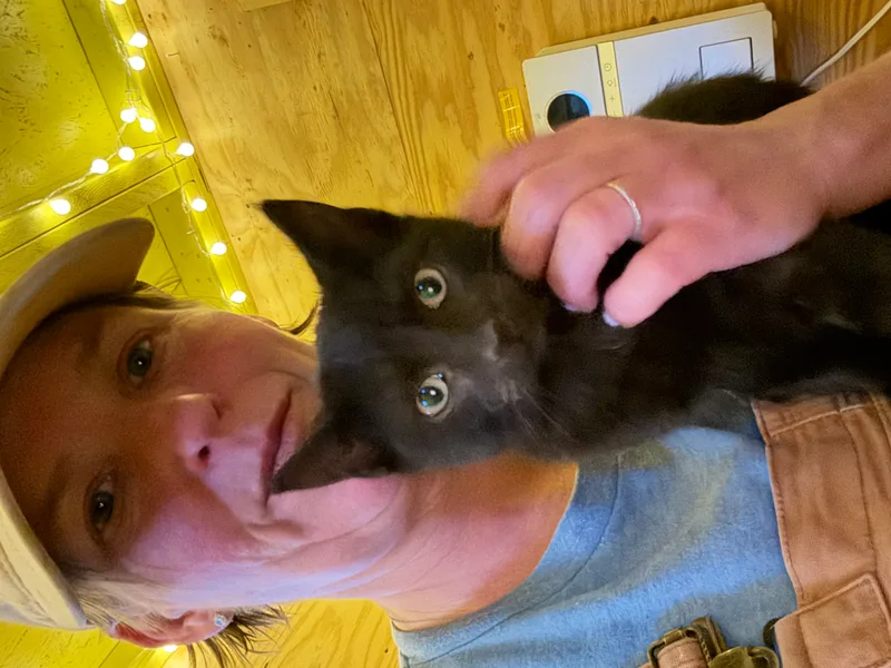 A baby small-sized female Black American Shorthair cat named Mika for adoption