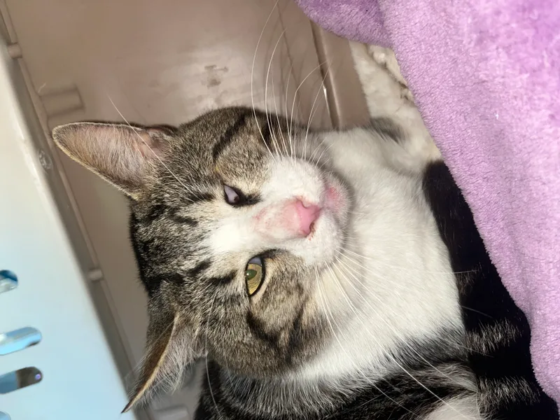 A young small-sized male White with Grey Tabby American Shorthair cat named One Eyed Jack- B2 for adoption