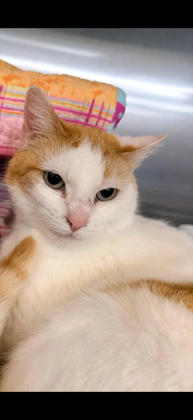 An adult small-sized female Orange & White Domestic Short Hair cat named Peggy for adoption in Social Circle, GA