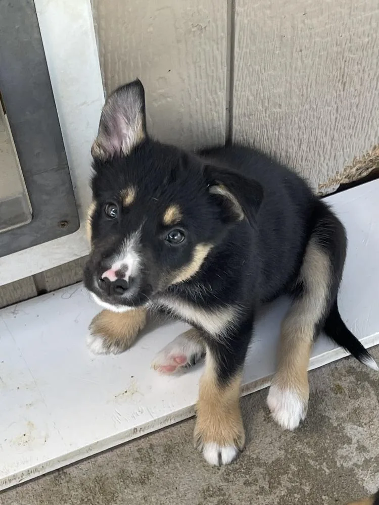 A baby medium-sized male Australian Shepherd dog named Gala for adoption in Bolivar, MO