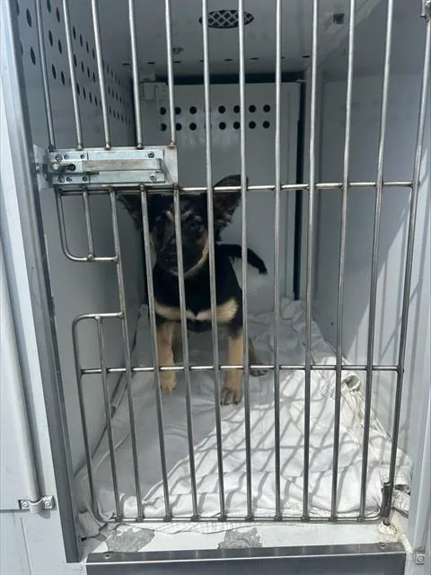 Tiny Tot