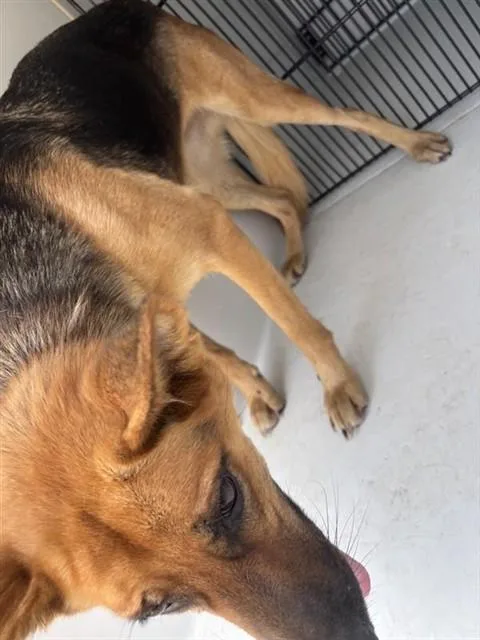 A young large-sized female German Shepherd Dog dog named A for adoption in Houston, TX
