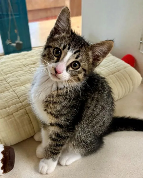 A baby small-sized male Domestic Short Hair cat named Chandon for adoption in Novato, CA
