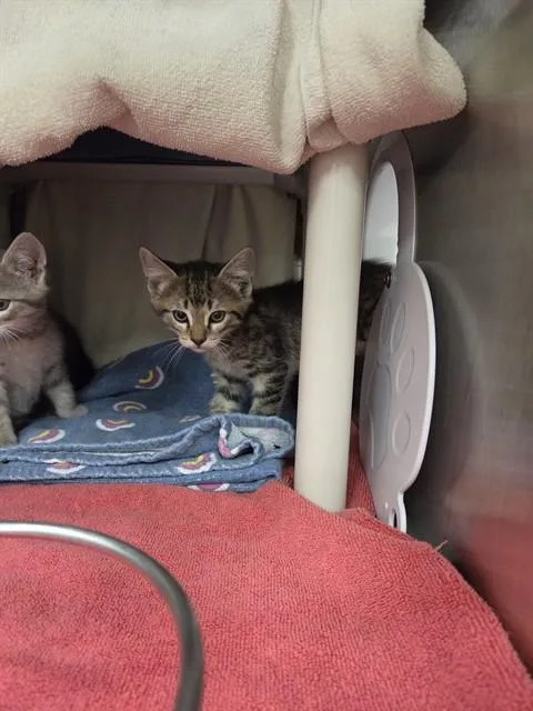 A baby small-sized male Domestic Short Hair cat named Flash for adoption in Huntsville, AL