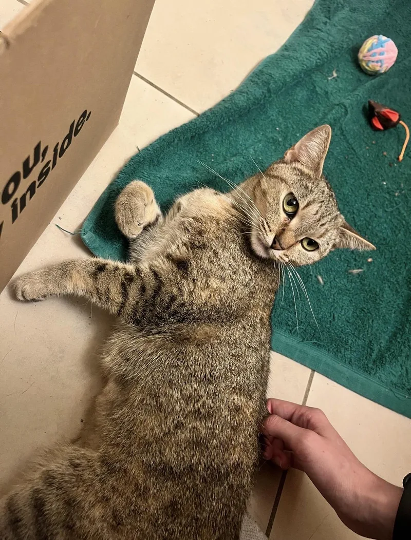 An adult medium-sized female Dilute Tortoiseshell Domestic Short Hair cat named Belly for adoption in Monterey Park, CA
