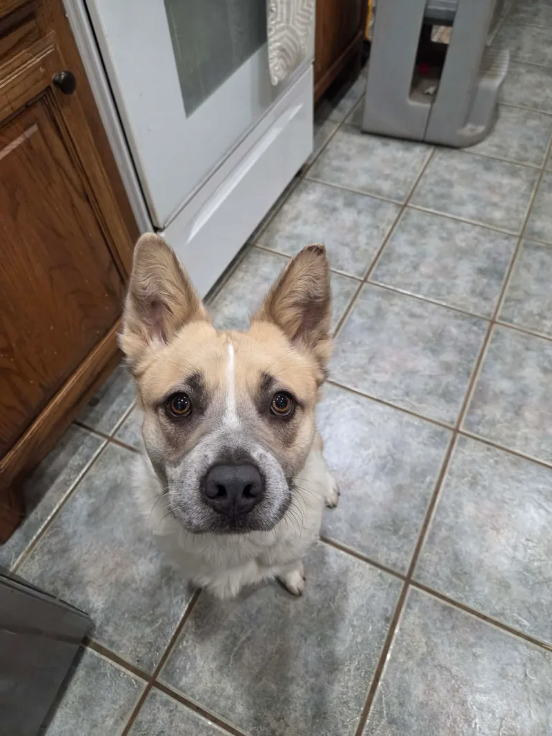 Waffles thumbnail 2