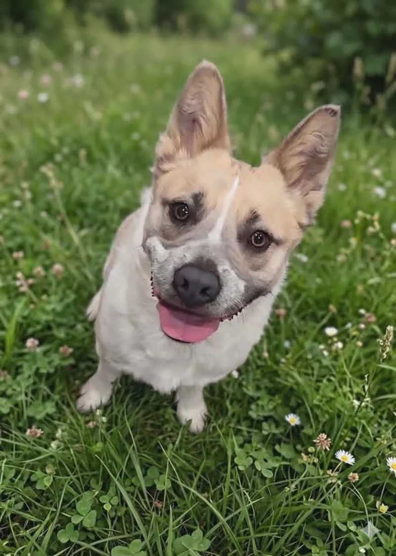 A young medium-sized female Tan and white Cattle Dog dog named Waffles for adoption in Meeker, OK