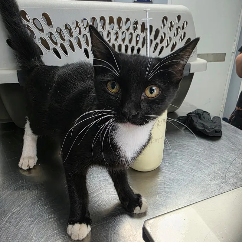 A baby small-sized female Black Domestic Short Hair cat named Bonnie for adoption in Duncan, OK
