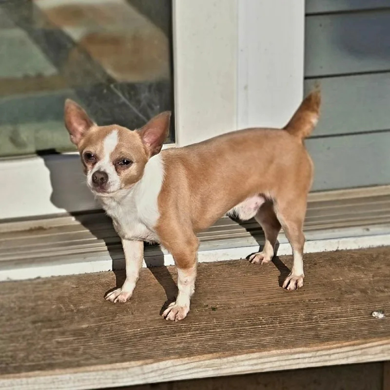 A senior small-sized male Yellow / Tan / Blond / Fawn Chihuahua dog named Rubin for adoption in Rochester, MN
