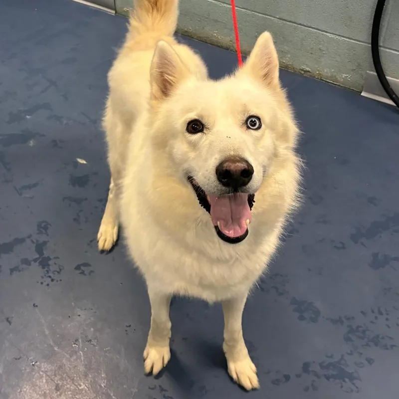 An adult medium-sized male Husky dog named Coleslaw for adoption in Greensboro, NC