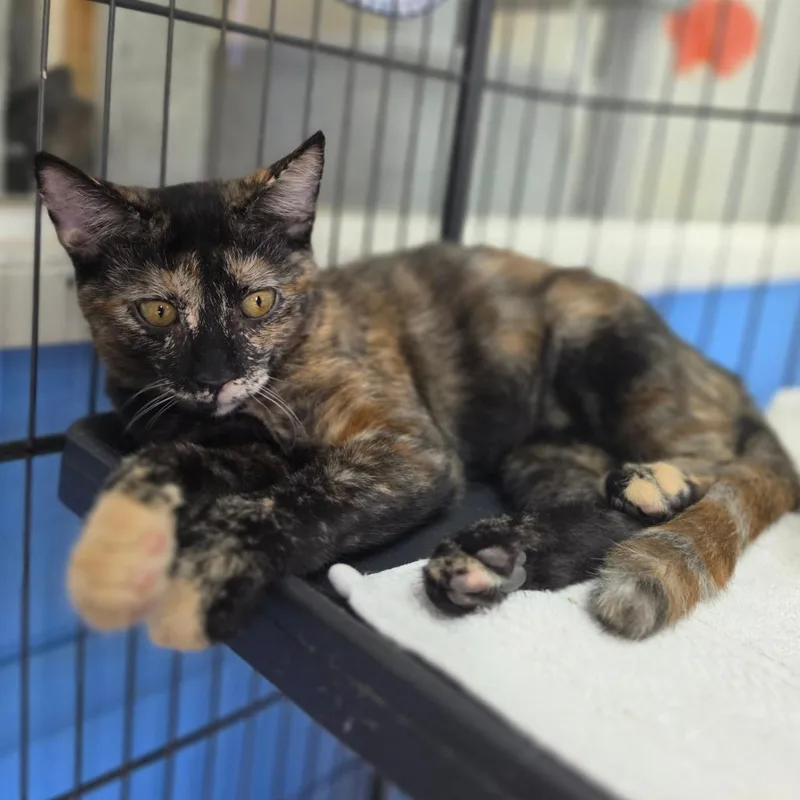 A baby small-sized female Tortoiseshell Domestic Short Hair cat named Racoon Chino Hills for adoption in Chino Hills, CA