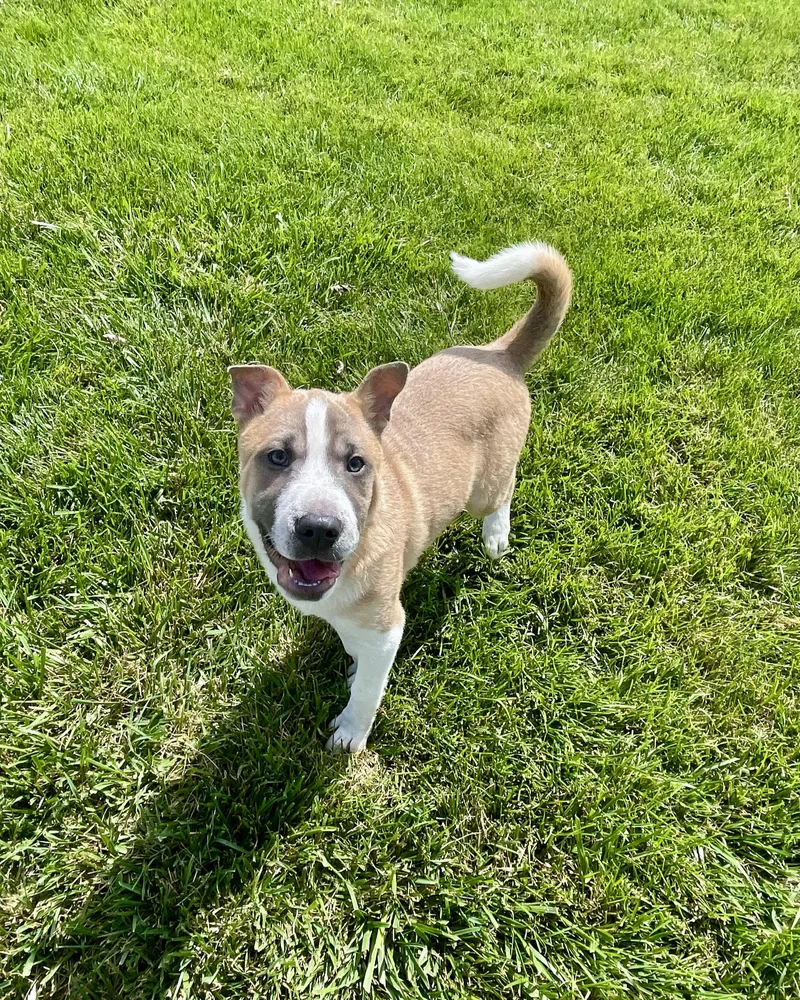 A baby medium-sized male White / Cream Shiba Inu dog named Waffles for adoption in Lacon, IL