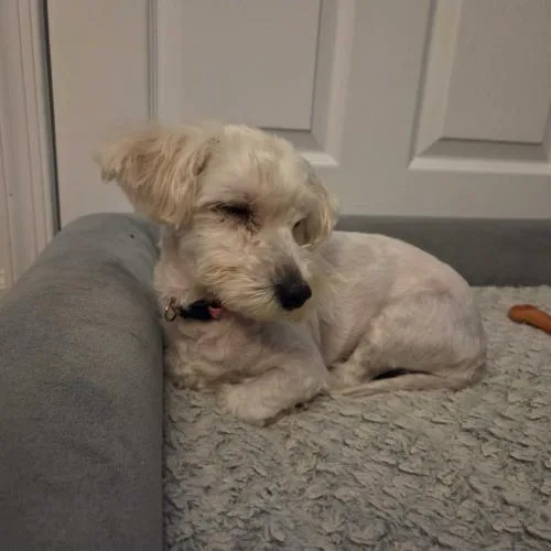 A baby small-sized female Yellow / Tan / Blond / Fawn Mixed Breed dog named Sugar for adoption in Toms River, NJ