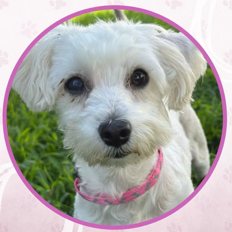 Sugar thumbnail 3