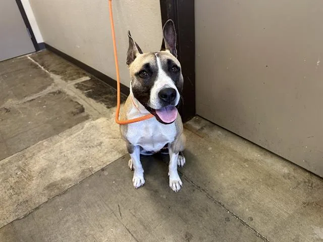 A young medium-sized female Pit Bull Terrier dog named Aspen for adoption in Ontario, CA